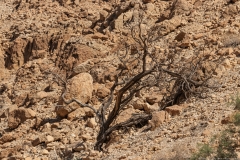 22-Arugot-Wadi-Dead-Sea