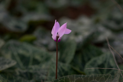 02-Cyclamen-Hill-and-Keren-HaCarmel