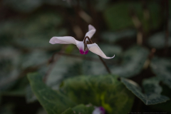 04-Cyclamen-Hill-and-Keren-HaCarmel