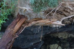 Eyn-Boqeq_80D0012-2