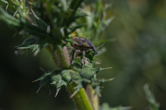 insects-2