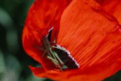 insects-9