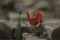 02-Tulipa-systola